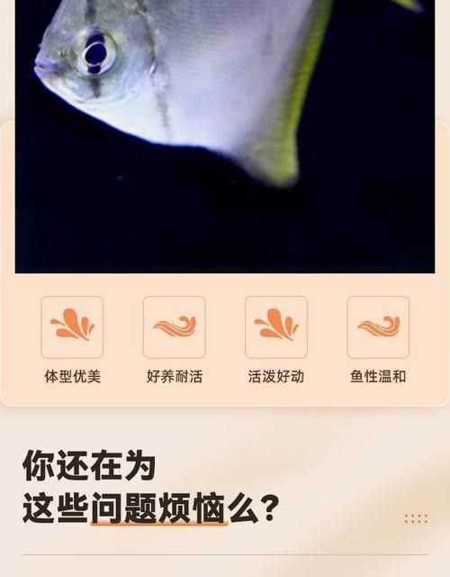 黃鰭鯧和龍魚混養注意事項圖片大全大圖