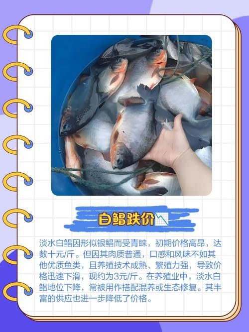 黃鰭鯧和龍魚混養注意事項圖片大全大圖