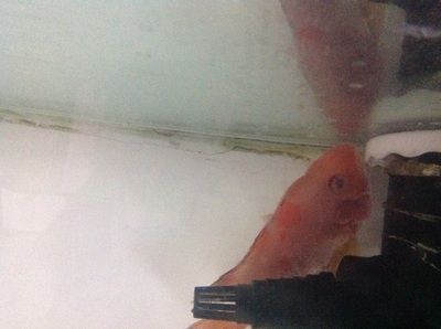 龍魚鱗上面有小白點怎么回事：龍魚鱗片上出現(xiàn)小白點可能是多種因素引起的