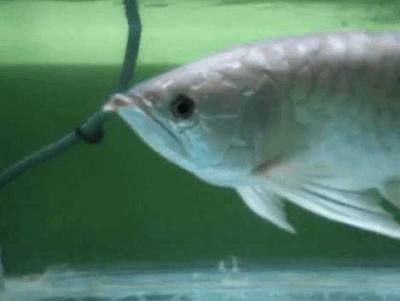 金龍魚肚子鼓鼓的怎么辦：如果你的金龍魚肚子鼓鼓的怎么辦