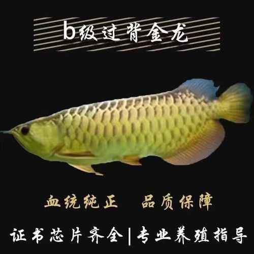 金龍魚金質