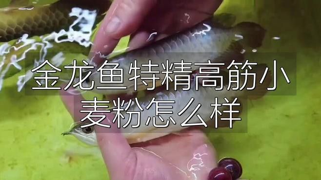 金龍魚白面多少錢一袋圖片