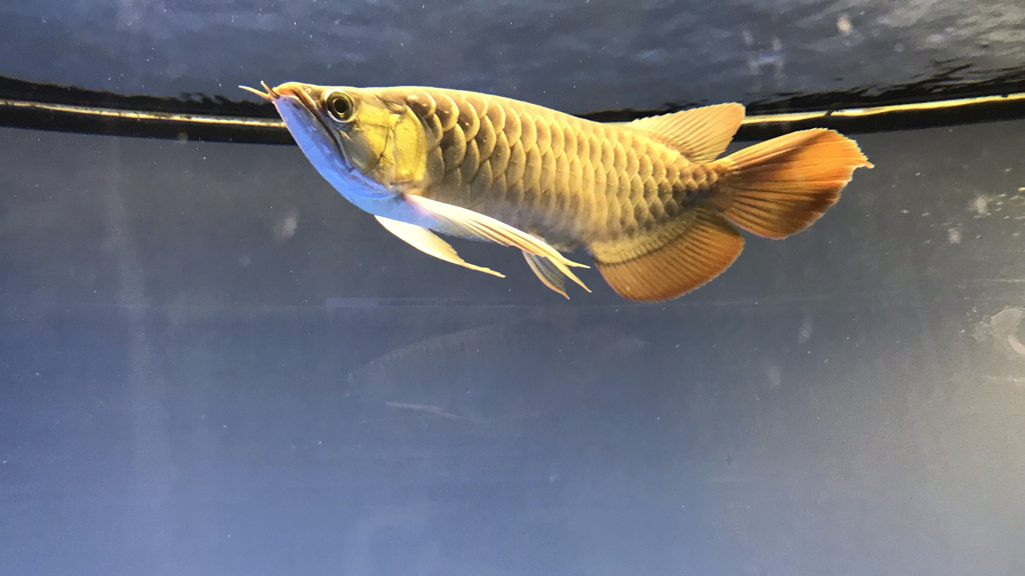 龍魚恢復期間應該喂什么食物？