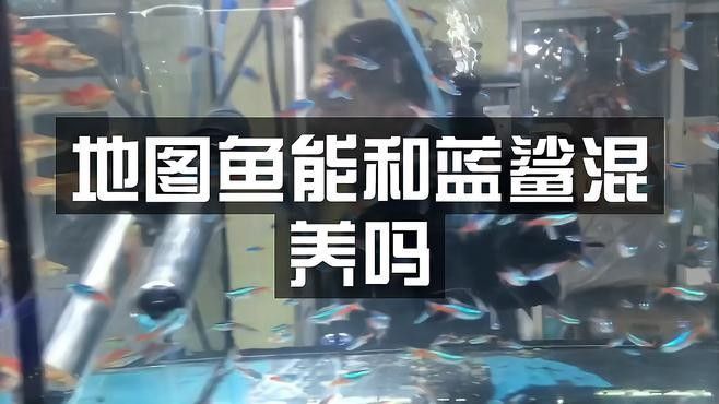 龍魚可以和藍鯊混養嗎圖片