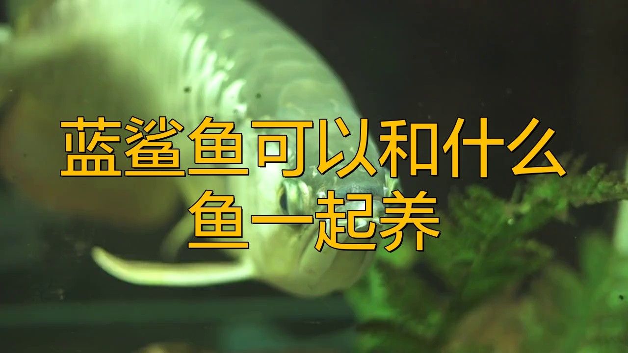 龍魚可以和藍鯊混養嗎圖片