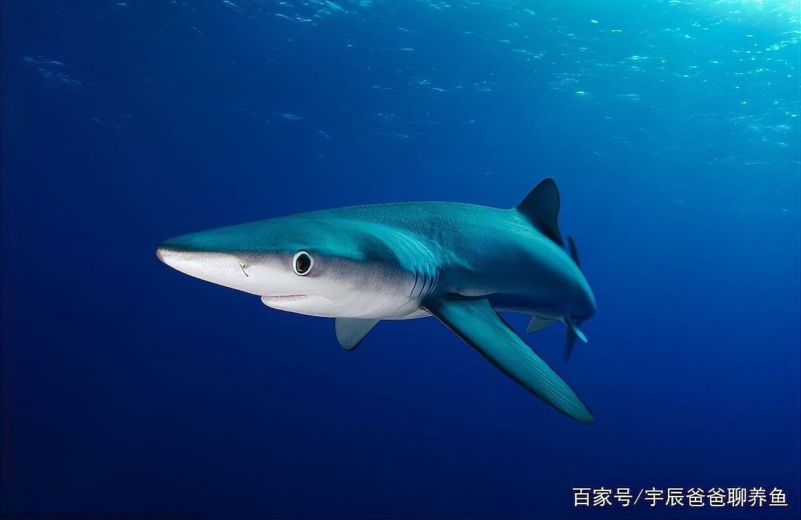 龍魚可以和藍鯊混養嗎圖片