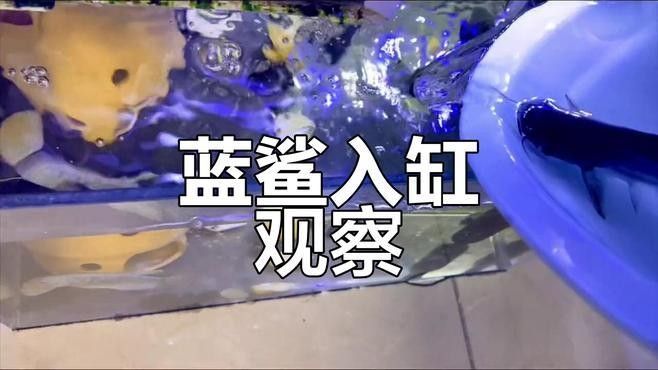 龍魚可以和藍鯊混養嗎圖片