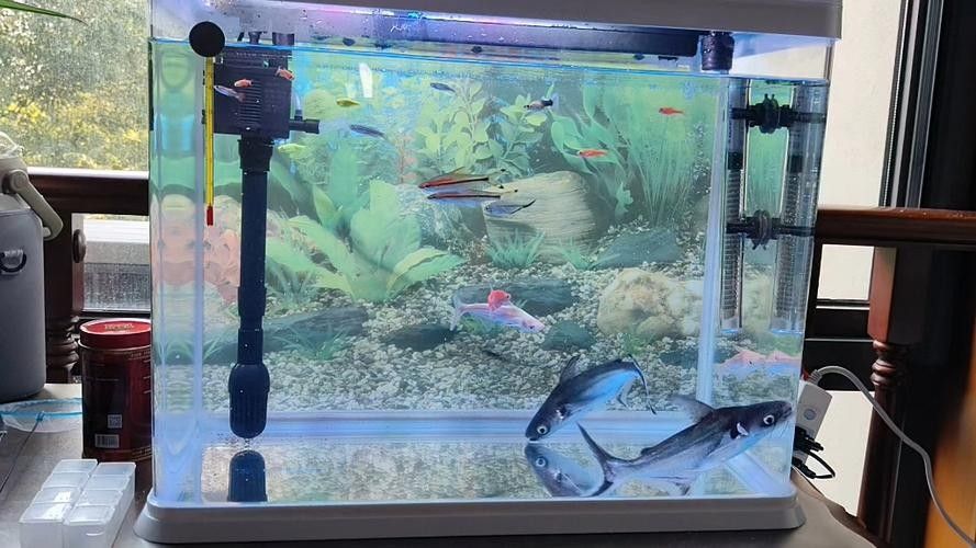 龍魚可以和藍鯊混養嗎圖片