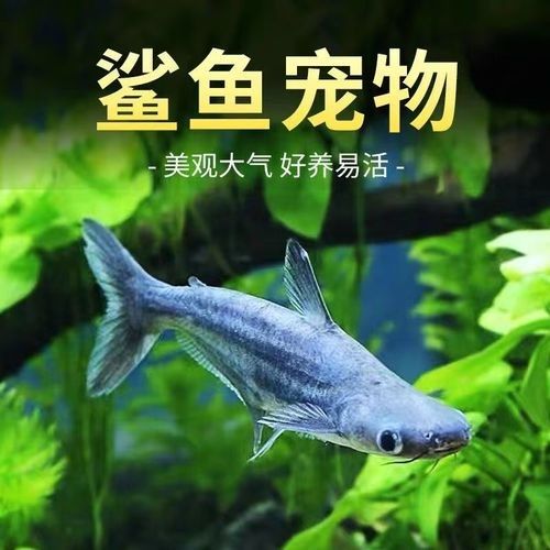 龍魚可以和藍鯊混養嗎圖片