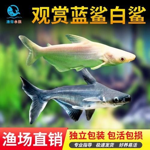 龍魚可以和藍鯊混養嗎圖片