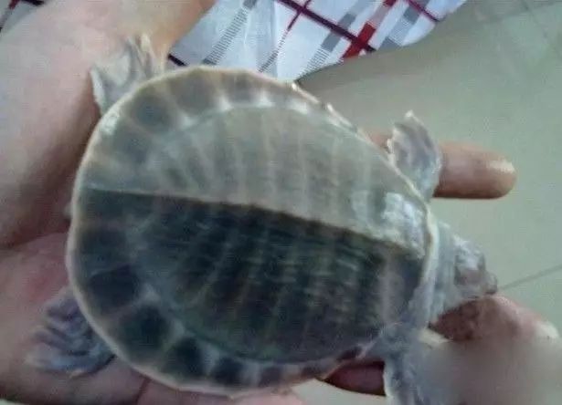 龍魚可以和藍鯊混養嗎圖片