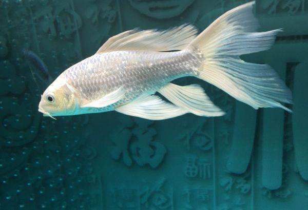 蝴蝶龍魚價格（蝴蝶魚價格-最新蝴蝶魚價格、批發報價、價格大全）