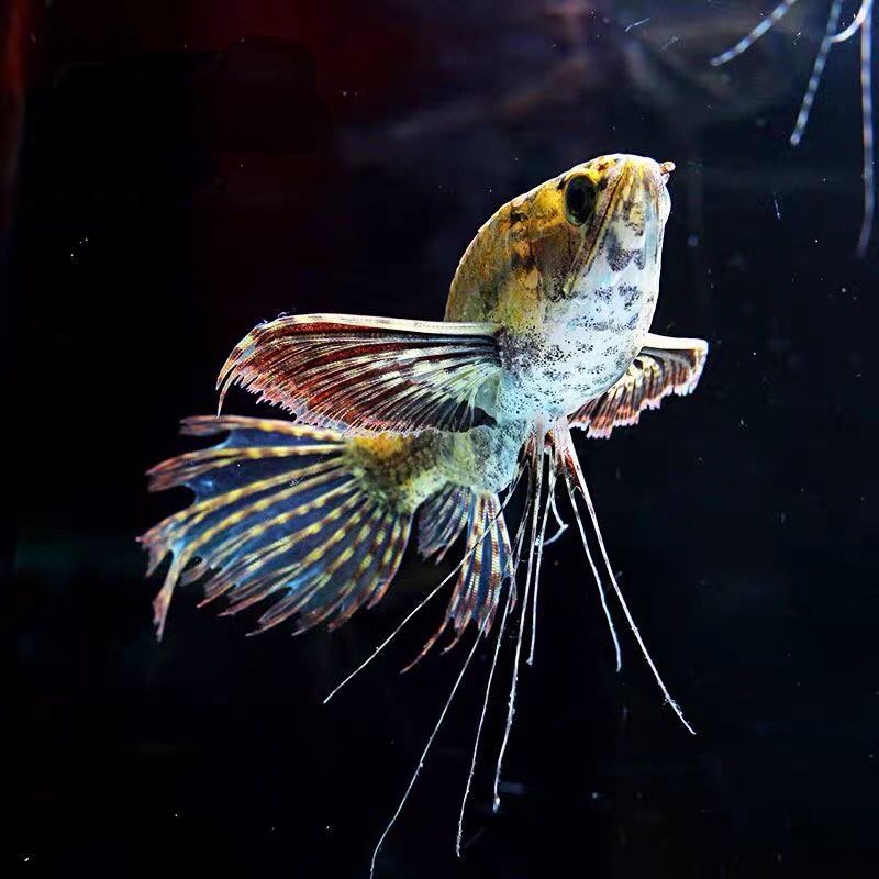 蝴蝶龍魚價格（蝴蝶魚價格-最新蝴蝶魚價格、批發報價、價格大全）