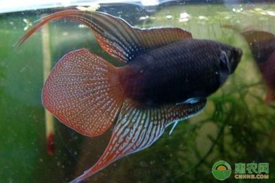 觀賞魚龍魚種類及名稱（主要的龍魚品種） 觀賞魚龍魚種類及名稱（主要的龍魚品種） 龍魚百科 第3張