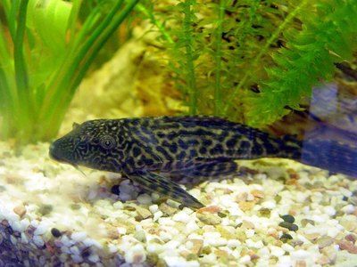 觀賞魚龍魚種類及名稱（主要的龍魚品種） 觀賞魚龍魚種類及名稱（主要的龍魚品種） 龍魚百科 第5張