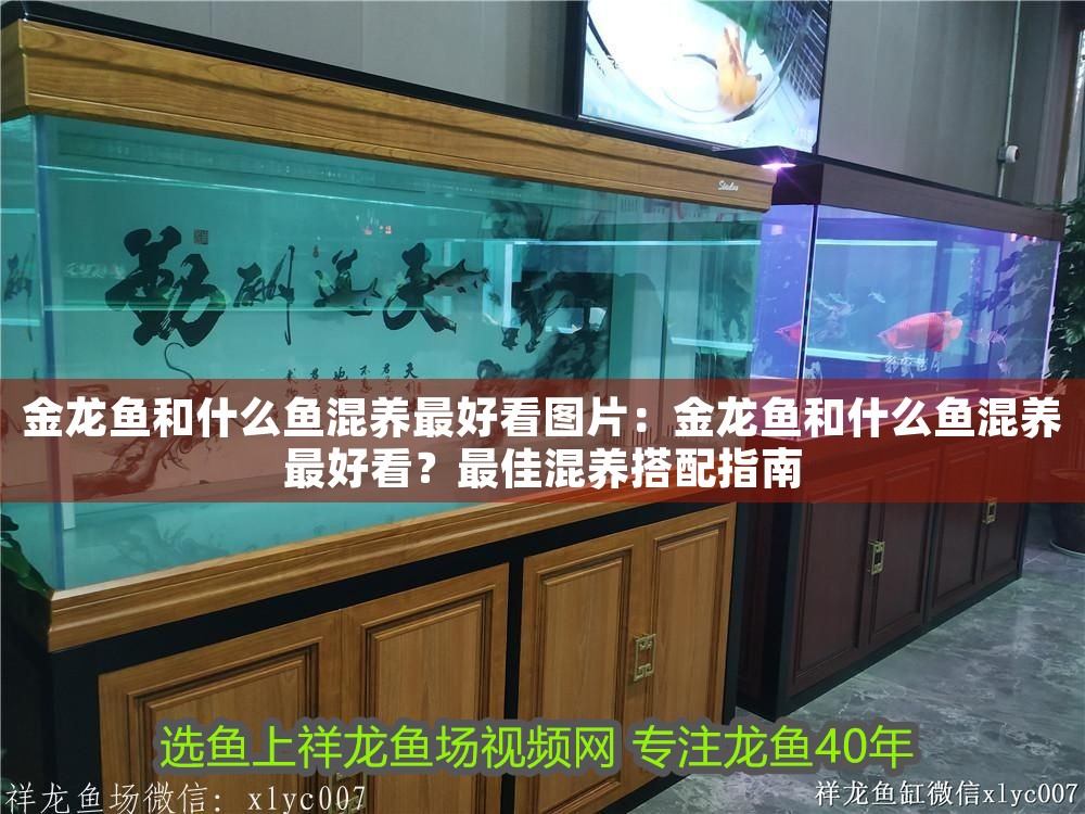 金龍魚和什么魚混養最好看圖片：金龍魚和什么魚混養最好看？最佳混養搭配指南
