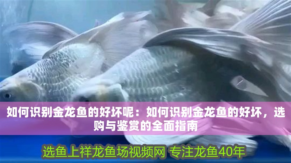 紅龍魚活多少年就死了正常嗎圖片(紅龍魚活多少年就死了正常嗎圖片大全) 龍魚百科 第1張 紅龍魚活多少年就死了正常嗎圖片(紅龍魚活多少年就死了正常嗎圖片大全) 紅龍魚活多少年就死了正常嗎圖片(紅龍魚活多少年就死了正常嗎圖片大全) 龍魚百科 第1張