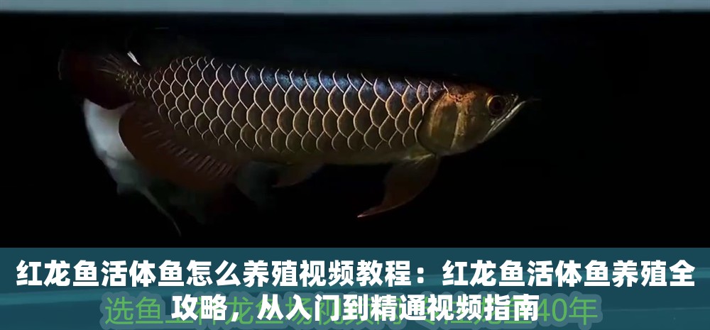 紅龍魚活體魚怎么養(yǎng)殖視頻教程：紅龍魚活體魚養(yǎng)殖全攻略，從入門到精通視頻指南