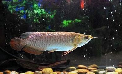 龍魚換新環境不吃怎么辦：龍魚換新環境不吃食怎么辦 龍魚換新環境不吃怎么辦：龍魚換新環境不吃食怎么辦 龍魚百科 第2張