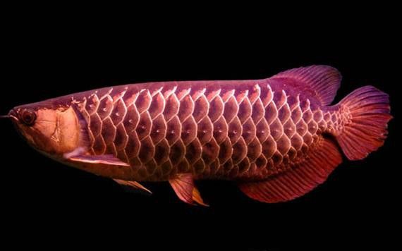 金龍魚的發(fā)色過(guò)程圖片 龍魚百科 第4張 金龍魚的發(fā)色過(guò)程圖片 金龍魚的發(fā)色過(guò)程圖片 龍魚百科 第4張