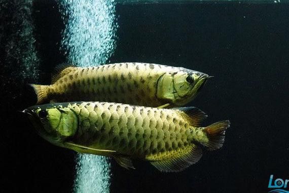 金龍魚的發(fā)色過(guò)程圖片 龍魚百科 第15張 金龍魚的發(fā)色過(guò)程圖片 金龍魚的發(fā)色過(guò)程圖片 龍魚百科 第15張