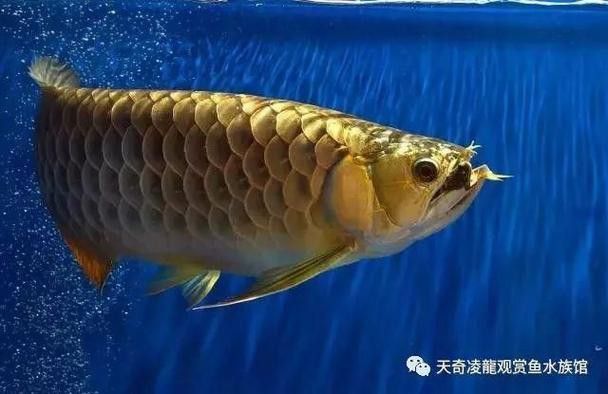 金龍魚的發(fā)色過(guò)程圖片 龍魚百科 第16張 金龍魚的發(fā)色過(guò)程圖片 金龍魚的發(fā)色過(guò)程圖片 龍魚百科 第16張