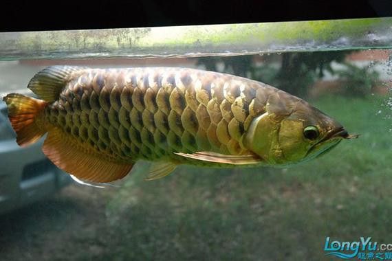 金龍魚的發(fā)色過(guò)程圖片 龍魚百科 第19張 金龍魚的發(fā)色過(guò)程圖片 金龍魚的發(fā)色過(guò)程圖片 龍魚百科 第19張