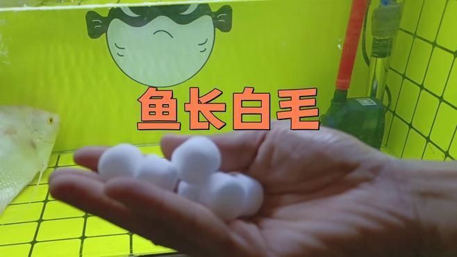 如何判斷魚是否得了水霉病？ 如何判斷魚是否得了水霉病？ 龍魚百科 第1張
