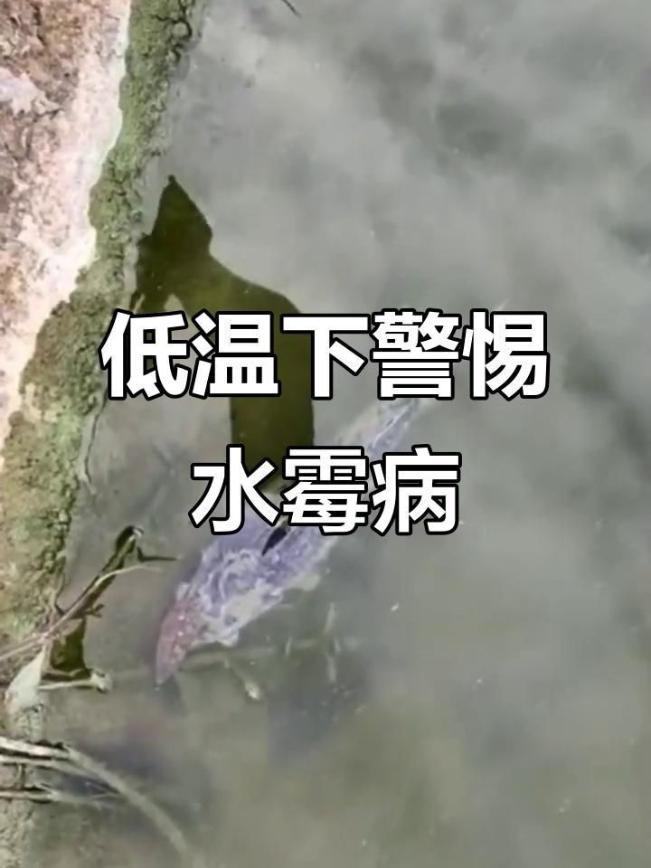 如何判斷魚是否得了水霉病？ 如何判斷魚是否得了水霉病？ 龍魚百科 第2張