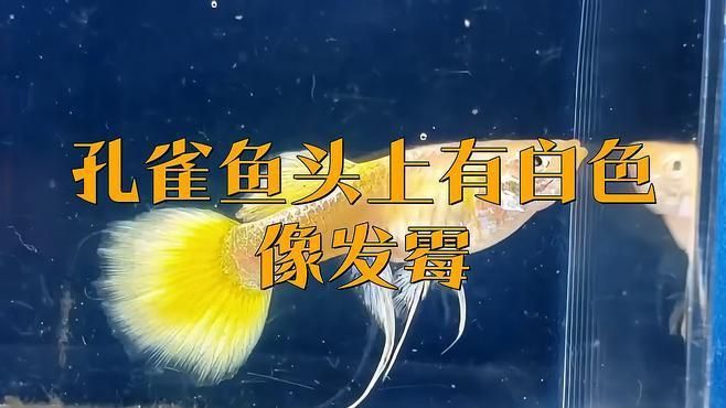 如何判斷魚是否得了水霉病？ 如何判斷魚是否得了水霉病？ 龍魚百科 第6張