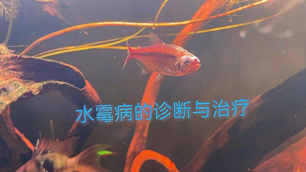 如何判斷魚是否得了水霉病？ 如何判斷魚是否得了水霉病？ 龍魚百科 第9張