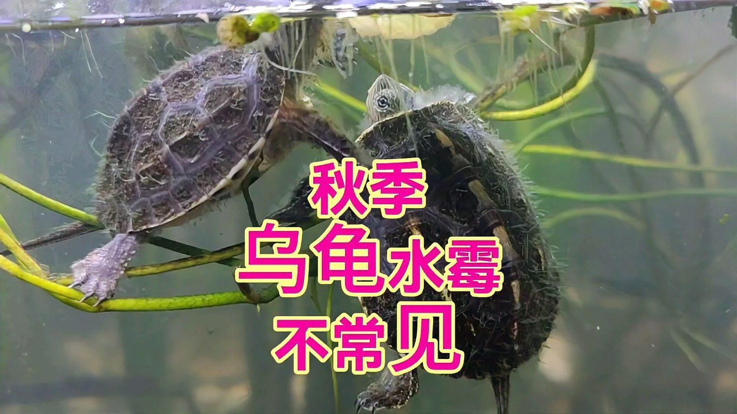 如何判斷魚是否得了水霉病？ 如何判斷魚是否得了水霉病？ 龍魚百科 第10張