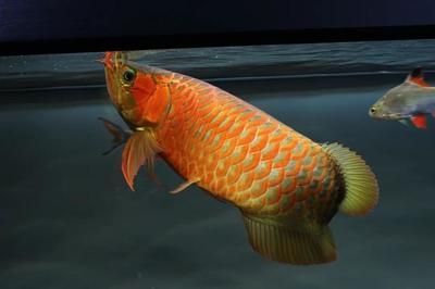 紅龍魚怎么變紅色：紅色變種紅龍魚的飼養方法