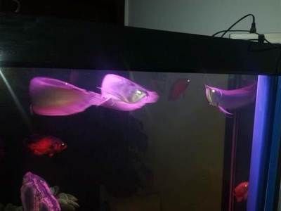 龍魚燈潛水好還是放頂處好:飼養(yǎng)龍魚中如何擺放燈 龍魚百科 第3張 龍魚燈潛水好還是放頂處好:飼養(yǎng)龍魚中如何擺放燈 龍魚燈潛水好還是放頂處好:飼養(yǎng)龍魚中如何擺放燈 龍魚百科 第3張