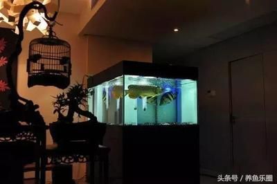 龍魚燈潛水好還是放頂處好:飼養(yǎng)龍魚中如何擺放燈 龍魚百科 第1張 龍魚燈潛水好還是放頂處好:飼養(yǎng)龍魚中如何擺放燈 龍魚燈潛水好還是放頂處好:飼養(yǎng)龍魚中如何擺放燈 龍魚百科 第1張