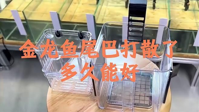 龍魚受傷后多久會(huì)恢復(fù)