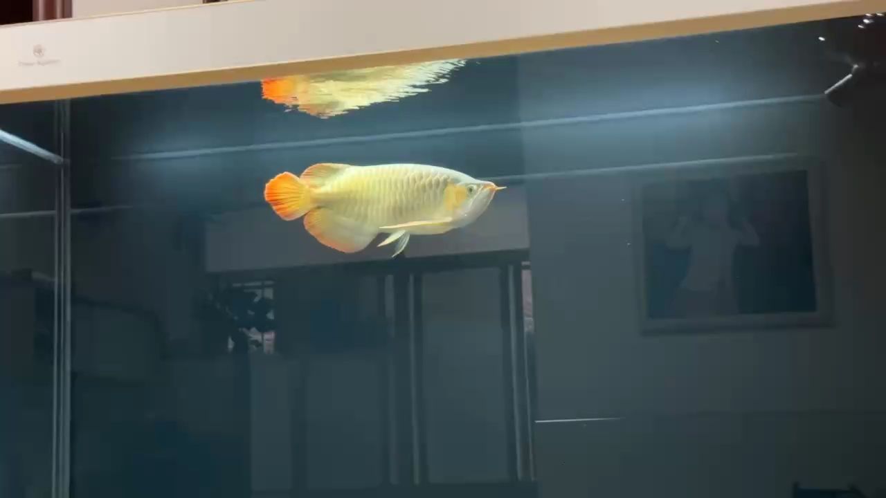 如何自制龍魚飼料配方：如何自制龍魚飼料配方的步驟和建議和建議和建議 如何自制龍魚飼料配方：如何自制龍魚飼料配方的步驟和建議和建議和建議 龍魚百科