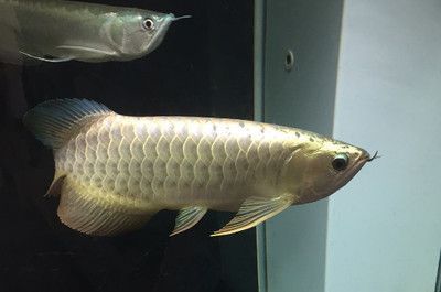 龍魚定期檢疫用什么藥：養殖龍魚的注意事項