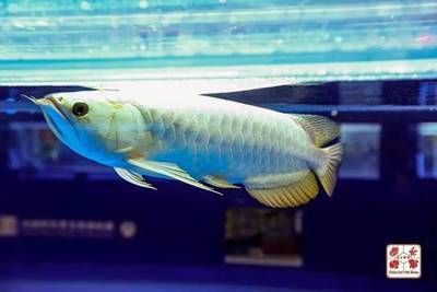 龍魚比賽規則是什么，龍魚比賽的一般規則和評分標準