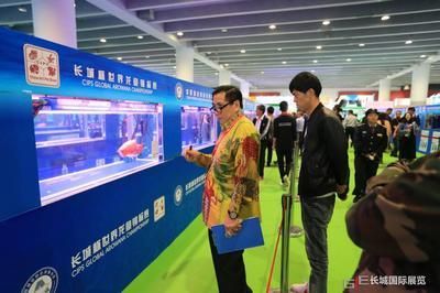 龍魚比賽規則是什么，龍魚比賽的一般規則和評分標準