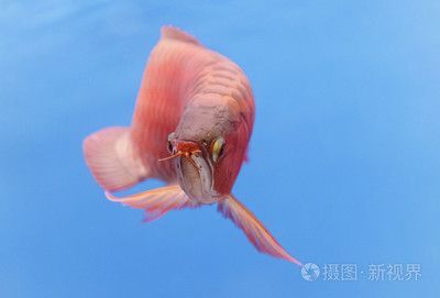 紅色的龍魚叫什么名字（世界上8大紅龍魚品種，一條價值高達268萬元!）