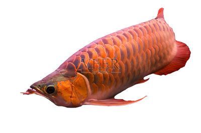 紅色的龍魚叫什么名字（世界上8大紅龍魚品種，一條價值高達268萬元!）