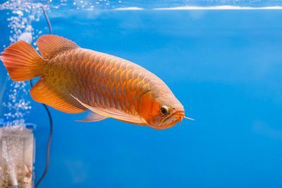 紅色的龍魚叫什么名字（世界上8大紅龍魚品種，一條價值高達268萬元!）