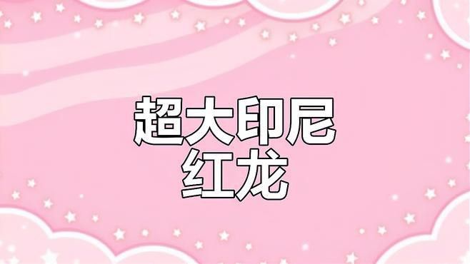 世界上最大的紅龍魚有多大了