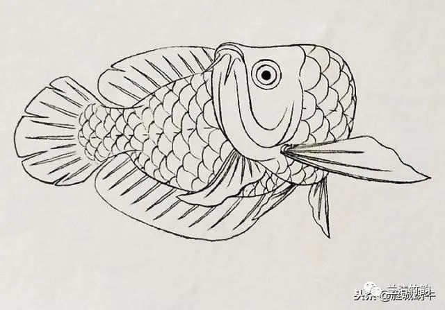 簡單的金龍魚怎么畫好看（零基礎(chǔ)國畫教程:金龍魚畫法步驟詳解金龍魚畫法步驟） 簡單的金龍魚怎么畫好看（零基礎(chǔ)國畫教程:金龍魚畫法步驟詳解金龍魚畫法步驟） 龍魚百科 第3張
