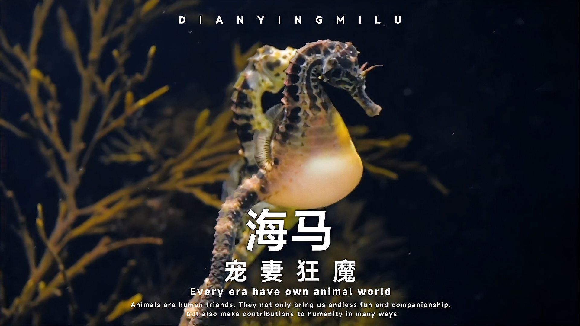 海馬和海龍有哪些功效？