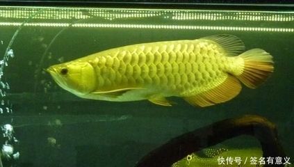 金龍魚是雜交魚嗎，：金龍魚在自然狀態(tài)下并不是雜交魚然而是雜交魚嗎