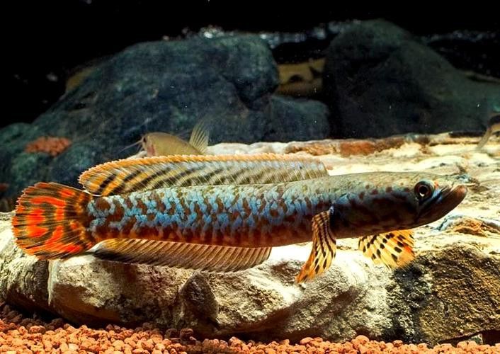七彩雷龍魚喂什么最好