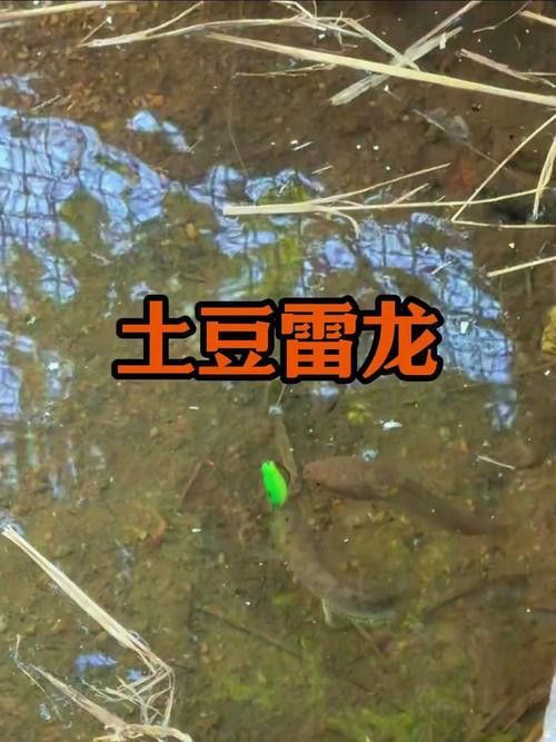 七彩雷龍魚喂什么最好