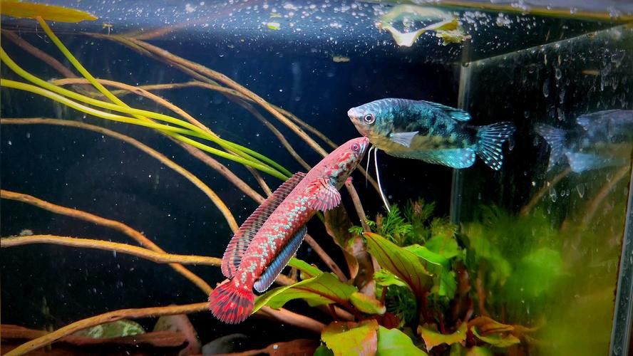 七彩雷龍魚喂什么最好